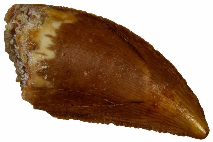 Serrated, Raptor Tooth - Real Dinosaur Tooth #296726